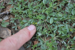 Leobordea platycarpa