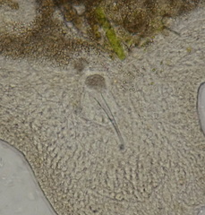 Macrostomum