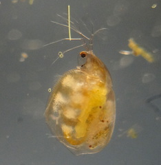 Simocephalus vetuloides