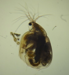 Simocephalus vetuloides