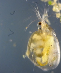 Simocephalus vetuloides