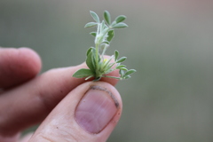 Leobordea platycarpa