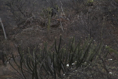 Isolatocereus dumortieri