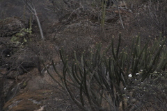 Isolatocereus dumortieri