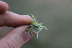 Leobordea platycarpa