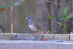 Junco hyemalis oreganus × mearnsi