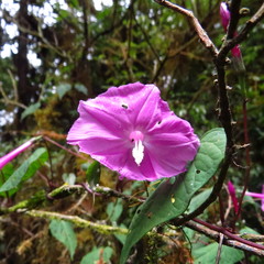 Ipomoea purga