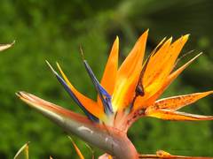 Strelitzia reginae