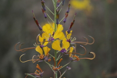 Coalisina angustifolia subsp. petersiana image