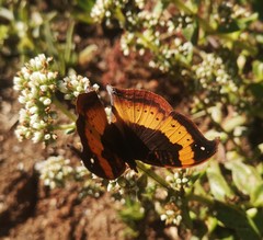 Precis tugela tugela