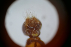 Sphaerophoria taeniata