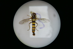 Sphaerophoria taeniata