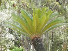 Cycas revoluta