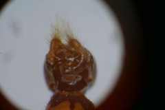 Sphaerophoria taeniata