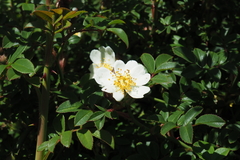 Rosa transmorrisonensis