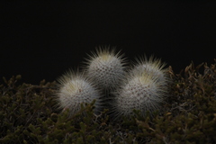 Mammillaria dixanthocentron