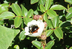 Bombus formosellus