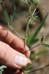 Crotalaria damarensis