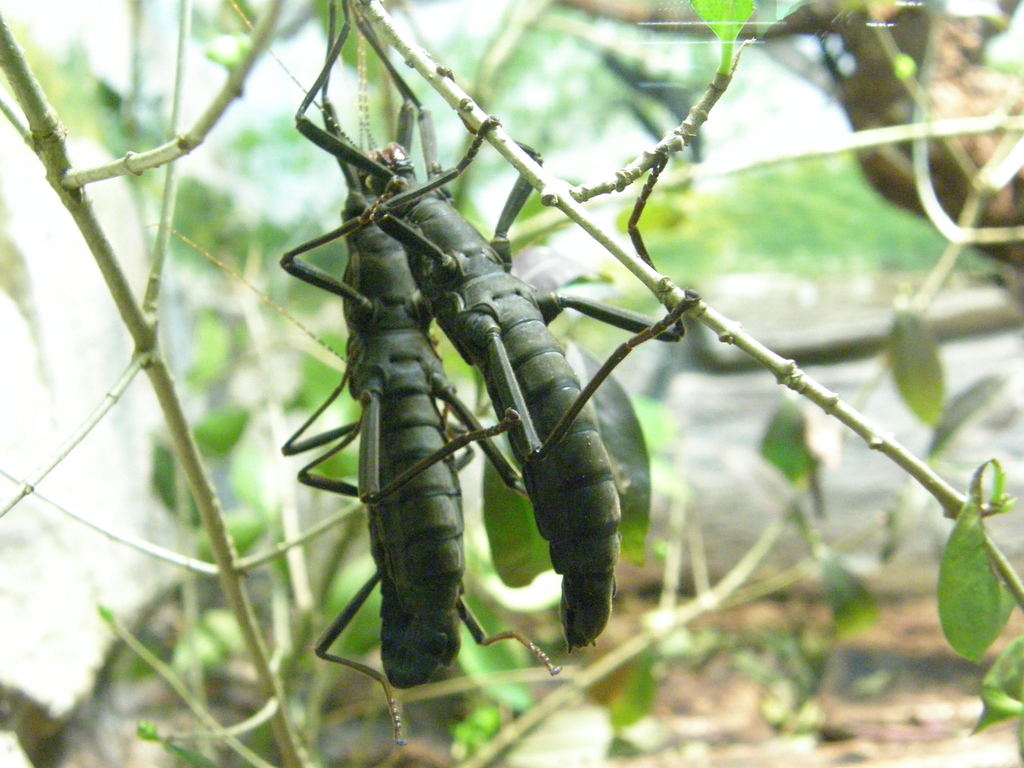 Peruphasma