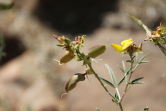 Crotalaria damarensis