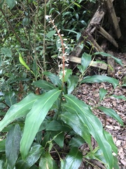 Alpinia intermedia
