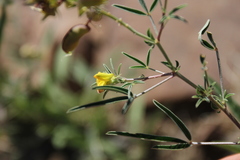 Crotalaria damarensis