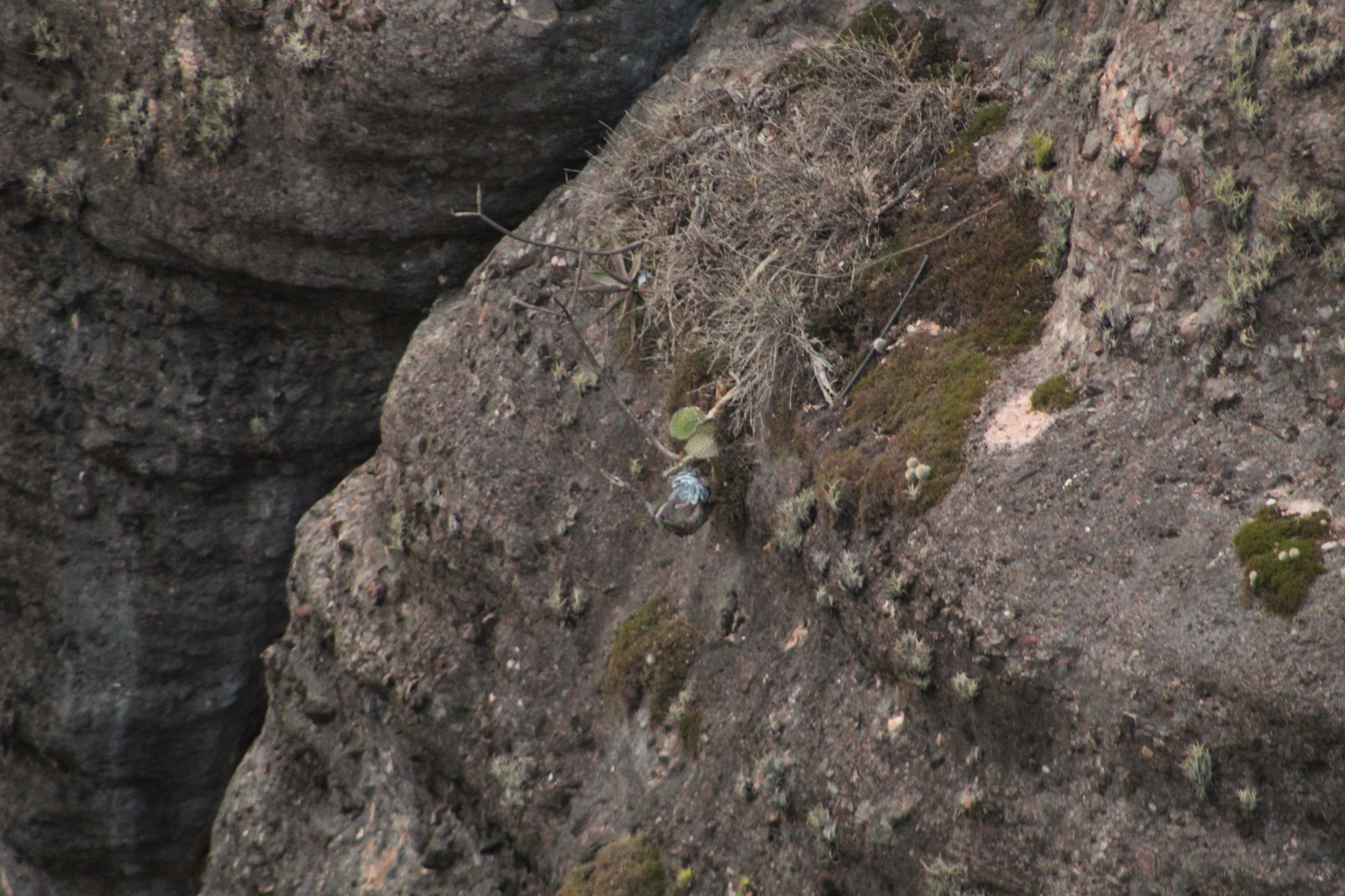 Imagem de Rosa-de-pedra