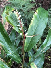 Alpinia intermedia