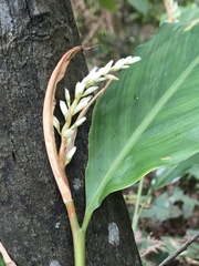Alpinia intermedia