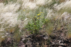 Osteospermum microcarpum microcarpum