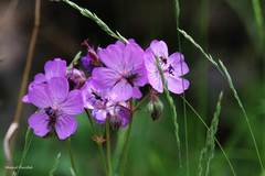 Geranium tuberosum