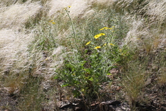 Osteospermum microcarpum microcarpum