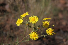 Osteospermum microcarpum microcarpum