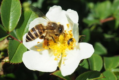 Rosa transmorrisonensis