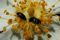 Rosa transmorrisonensis