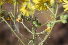 Osteospermum microcarpum microcarpum