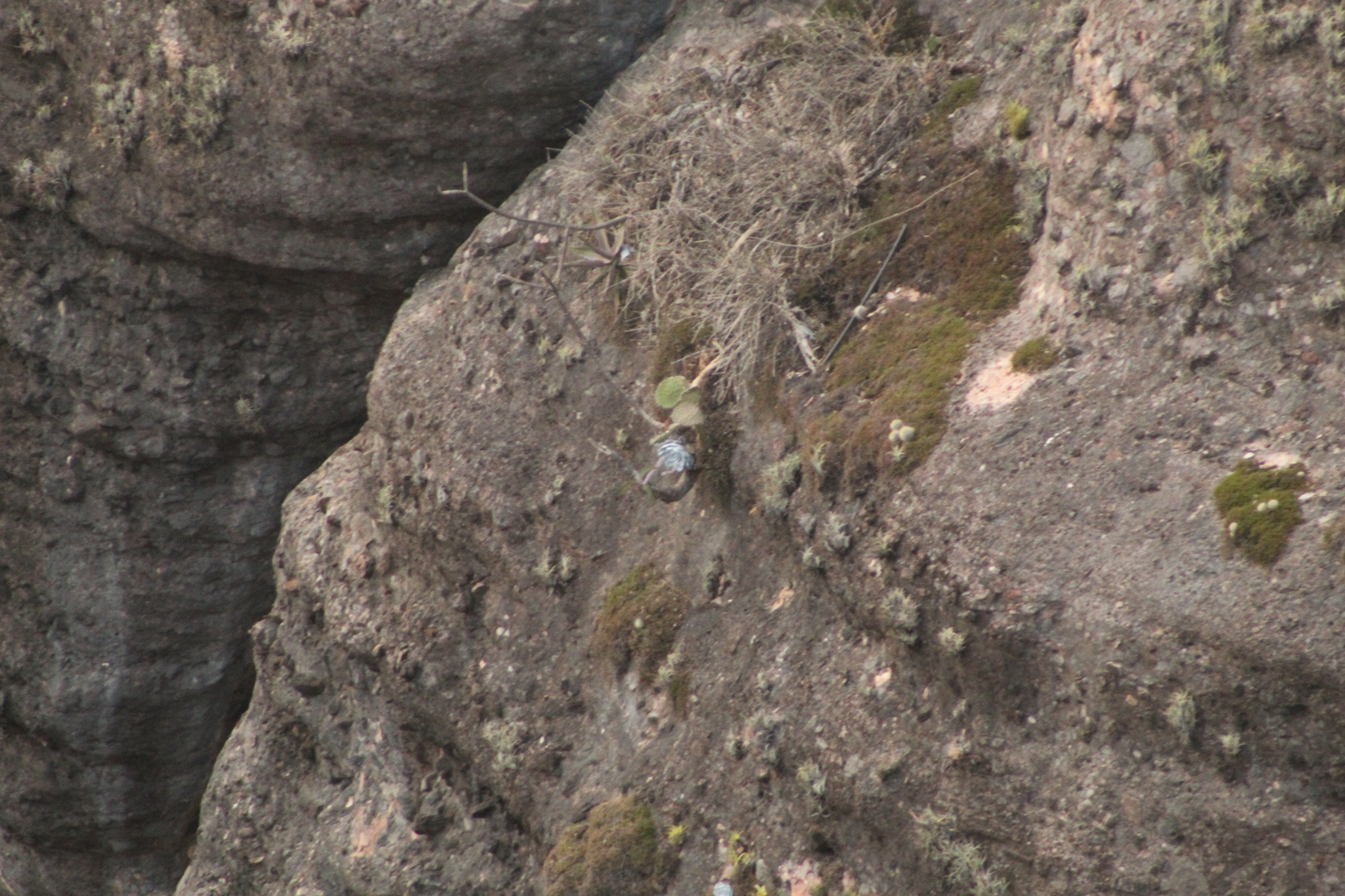 Imagem de Rosa-de-pedra