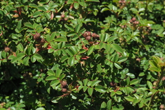 Rosa transmorrisonensis