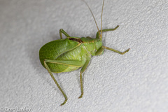 Paracyrtophyllus robustus