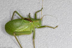 Paracyrtophyllus robustus