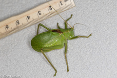 Paracyrtophyllus robustus