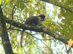 Cercopithecus ascanius