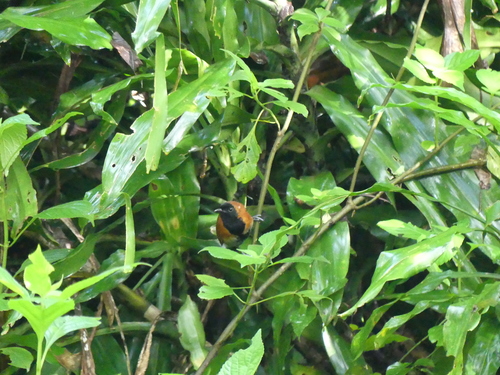 iNaturalist image