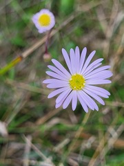 Brachyscome nova-anglica