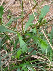 Brachyscome nova-anglica