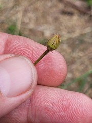 Brachyscome nova-anglica