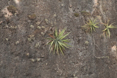 Tillandsia pueblensis