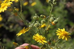 Osteospermum microcarpum microcarpum