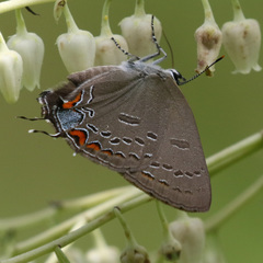 Satyrium edwardsii