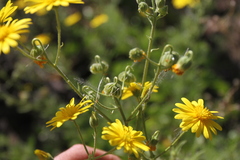 Osteospermum microcarpum microcarpum